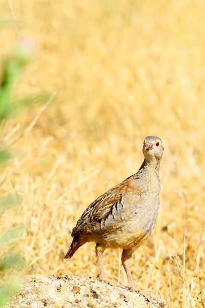 istock Birds in freedom and in their natural environment. 1339026134