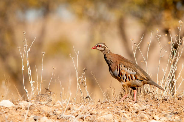 istock Birds in freedom and in their natural environment. 1339026140