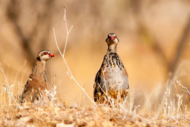 istock Birds in freedom and in their natural environment. 1339026161