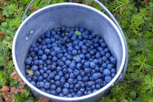 A bucket of freshly picked wild blueberries rests on a green carpet of moss.