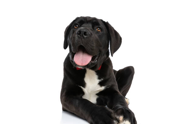 istock happy cane corso dog sticking out tongue and panting 1339027716
