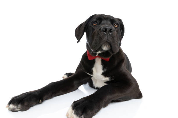 istock elegant cane corso dog wearing bowtie and looking up 1339027748