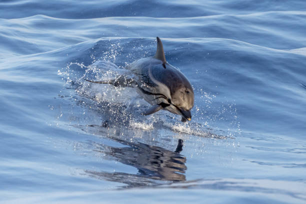 istock striped Dolphin while jumping in the deep blue sea 1339027893