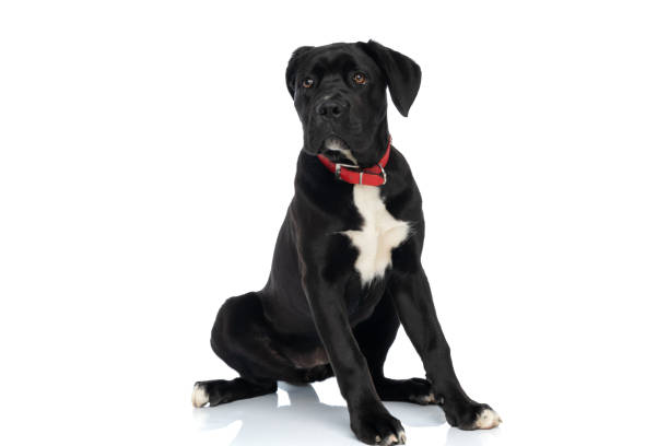 black cane corso puppy wearing red collar around neck looking away black cane corso puppy wearing red collar around neck looking away and sitting isolated on white background in studio cane corso stock pictures, royalty-free photos & images