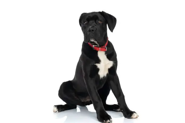 black cane corso puppy wearing red collar around neck looking away and sitting isolated on white background in studio