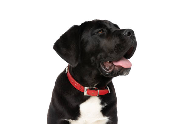 istock beautiful black cane corso dog looking to side and panting 1339028005