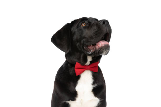 istock beautiful black cane corso puppy with bowtie looking up and panting 1339028180