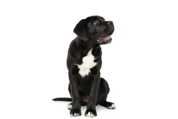 cute cane corso puppy sitting in studio, looking up and side, sticking out tongue and panting on white background