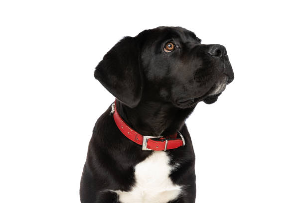 istock black cane corso puppy looking up and wearing red collar around neck 1339028251