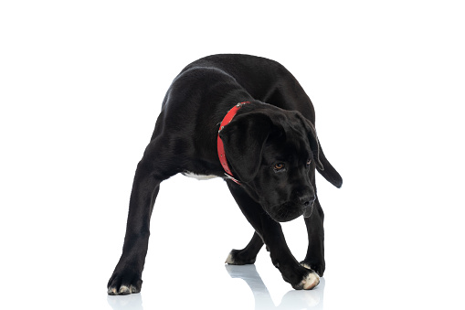lovely cane corso puppy wearing red collar around neck looking down side and searching while standing and walking on white background in studio