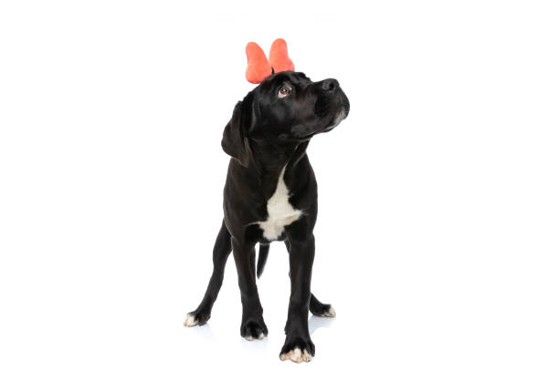 istock curious cane corso puppy with orange bow looking up and walking 1339028402