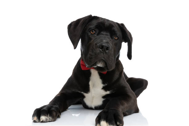 istock precious black cane corso dog with bowtie laying down in studio 1339028663