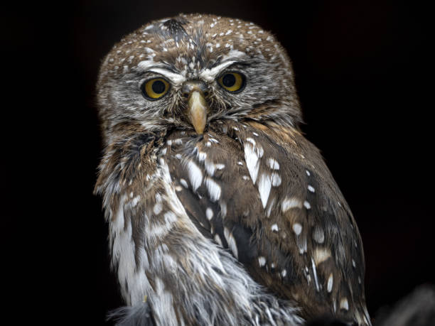 istock pearl spotted owlet isolated on black 1339028775
