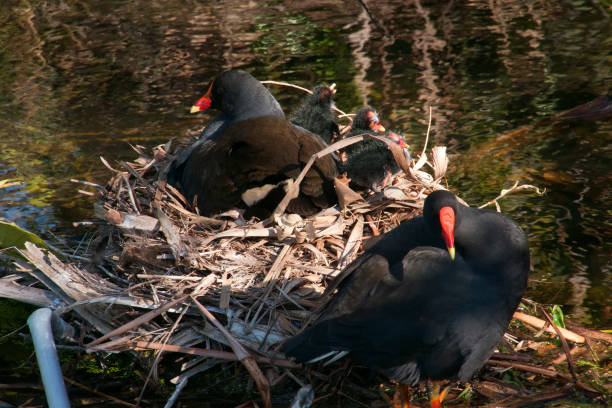 istock Dusky moorhen with chicks on nest. 1339029856