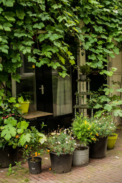 istock house with green plants in the Amsterdam 1339030395