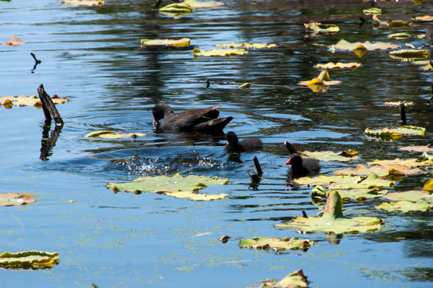 Dusky moorhen standing with chicks swimming in pond The dusky moorhen (Gallinula tenebrosa) is a bird species in the rail family. It occurs in India, Australia, New Guinea, Borneo and Indonesia. It is often confused with the purple swamphen and the Eurasian coot due to similar appearance and overlapping distributions moorhen bird water bird black stock pictures, royalty-free photos & images