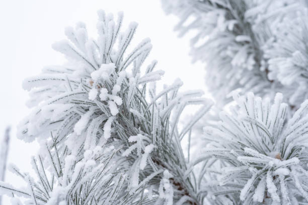 istock Spruce branches are covered with fluffy snow. Macro 1339031228
