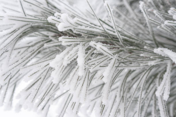 istock A pine paw is covered with fluffy snow in winter. 1339031343