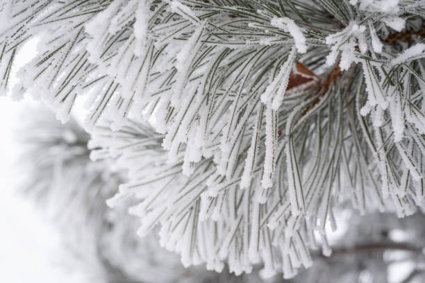 istock A pine paw is covered with fluffy snow in winter. 1339031485