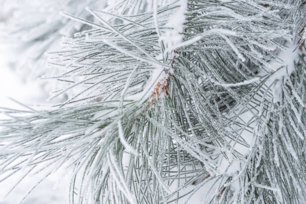 istock Spruce branches are covered with fluffy snow. Macro 1339031499