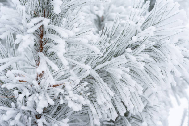 istock Pine branches and needles are covered with fluffy snow. Macro 1339031510