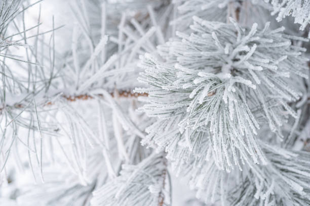 istock Spruce branches are covered with fluffy snow. Macro 1339031537
