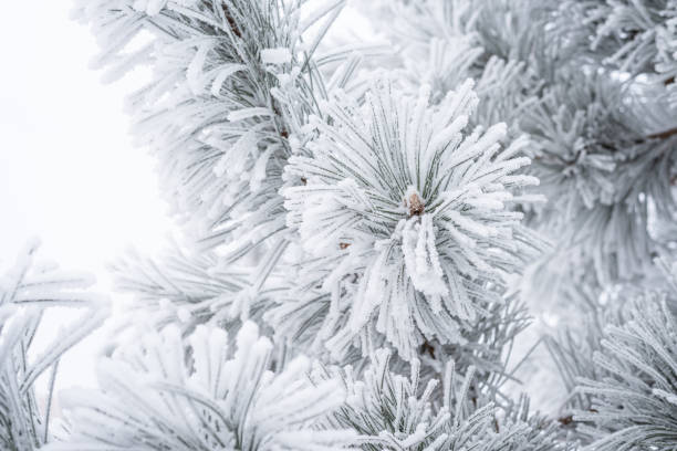 istock Spruce branches are covered with fluffy snow. Macro 1339031557