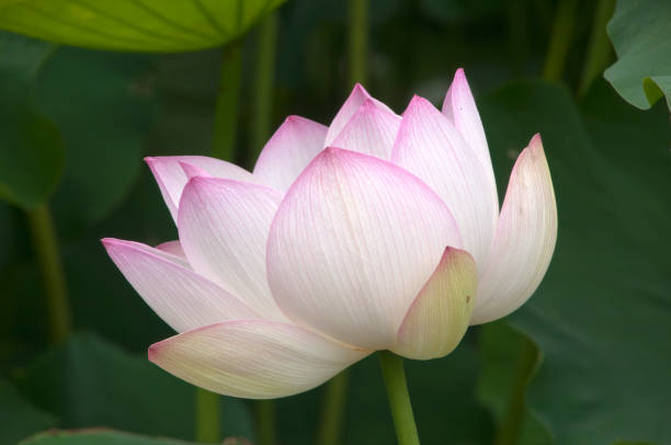 istock Nelumbo nucifera with white flower with pink edges 1339031592