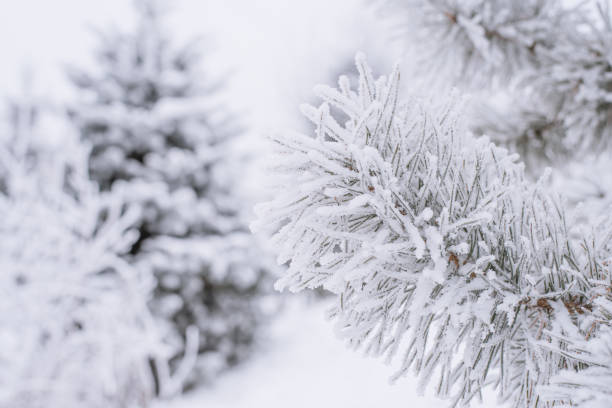 istock Spruce branches and needles in the snow. Close-up 1339031594