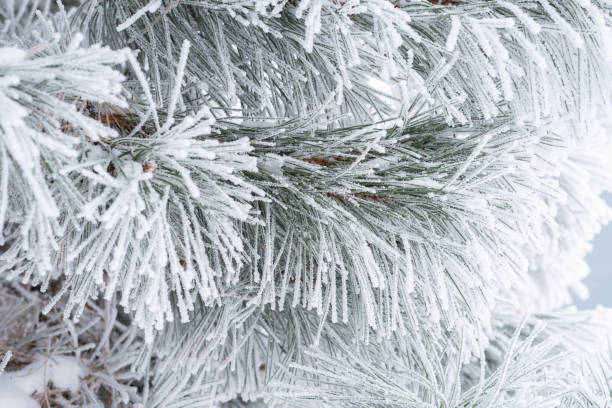 istock Pine branches and needles are covered with fluffy snow. Macro 1339031658