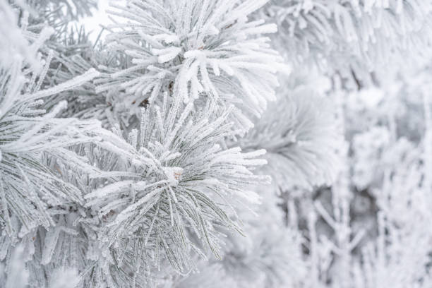 istock Coniferous pine needles covered with fluffy snow. Macro 1339031689
