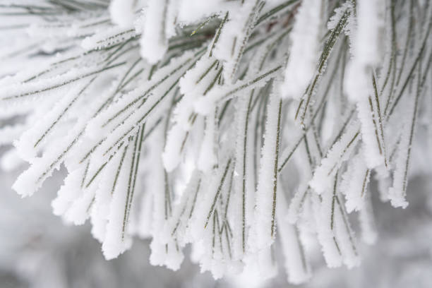 istock A pine paw is covered with fluffy snow in winter. 1339031804