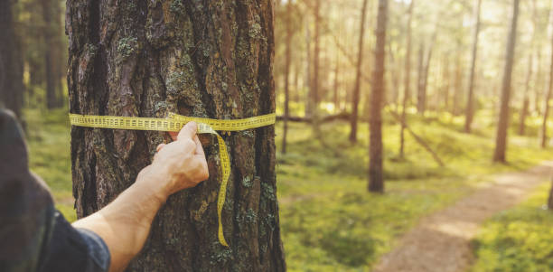 deforestation and forest valuation - man measuring the circumference of a pine tree with a ruler tape. copy space