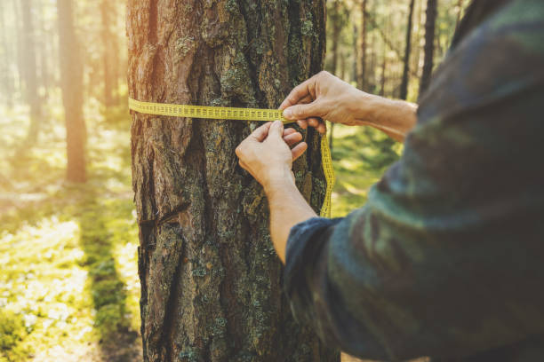 abholzung und waldbewertung - mann misst den umfang eines baumes mit einem linealband - forstwirtschaft fotos stock-fotos und bilder