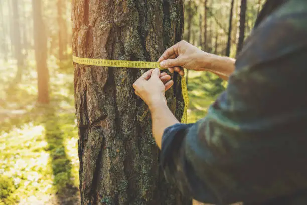 deforestation and forest valuation - man measuring the circumference of a tree with a ruler tape