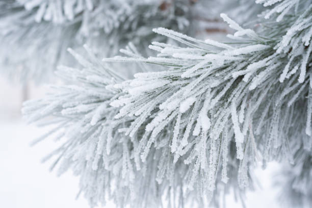 istock Pine branches and needles are covered with fluffy snow. Macro 1339032695