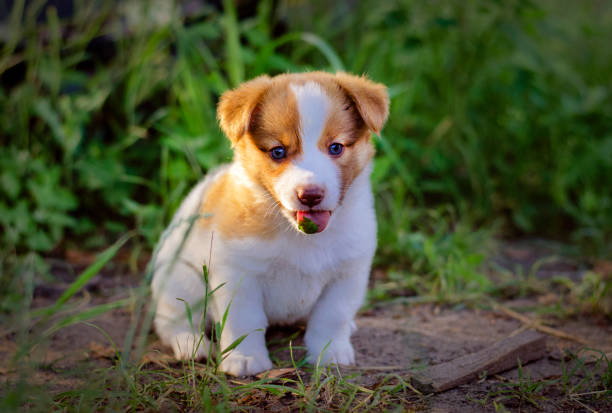 istock Little puppy in the grass 1339033243