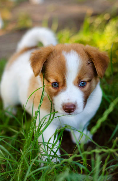 istock Little puppy in the grass 1339033251