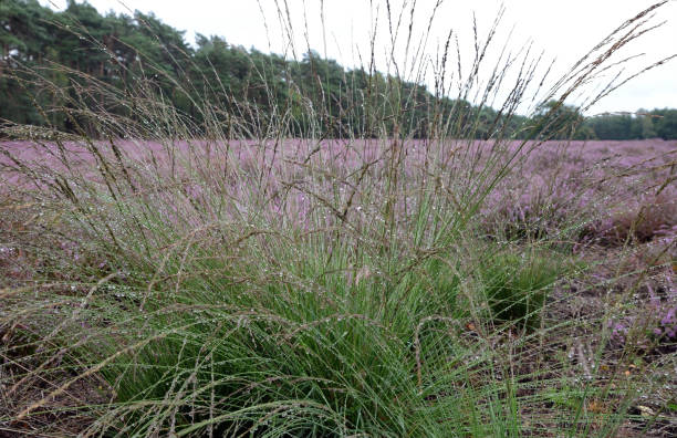 Molinia caerulea, purple moor-grass, covered with raindrops Molinia caerulea, known by the common name purple moor-grass, is a species of grass that is native to Europe, west Asia, and north Africa. It is common on moist heathland, bogs and moorland. molinia caerulea stock pictures, royalty-free photos & images