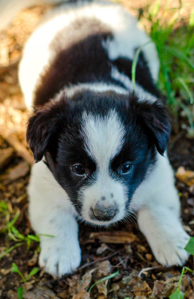 istock Little puppy in the grass 1339033289