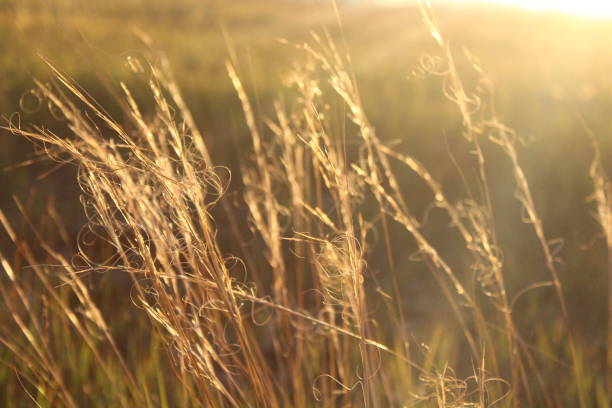 istock Autumn hay grass on the meadow 1339033993
