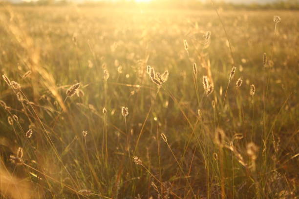 istock Autumn hay grass on the meadow 1339034152