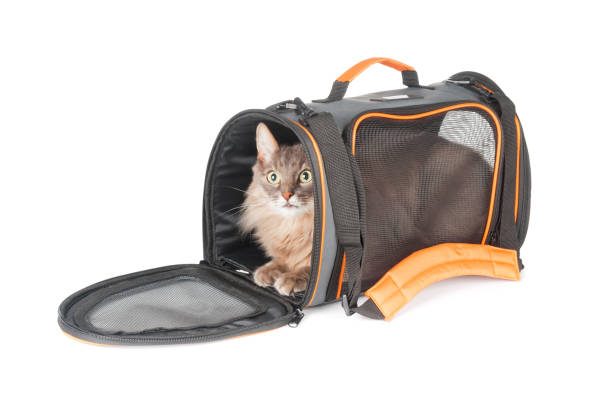 istock Gray fluffy cat inside carrier pet bag isolated on white background 1339034263