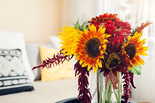 Fresh sunflowers and zinnia flowers put in vase in living room. Interior and home decor. Bouquet of fall yellow red orange autumn blooms on table. Close up