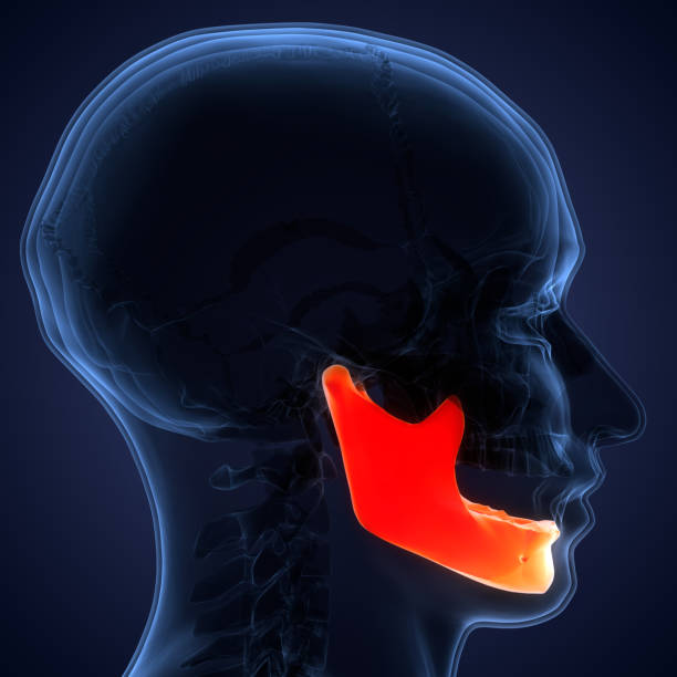 istock Human Skeleton System Skull Bone Parts Mandible Anatomy 1339035785