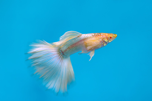 Albino tuxedo guppy fish, a beautiful albino variety on blue background (shallow DOF)