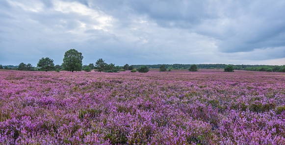 Group of trees in the Lueneburg Heath, in the height of summer, when it shows the beautiful purple color