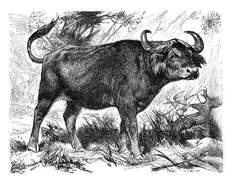African buffalo ( Syncerus caffer )
Original edition from my own archives
Source : Brockhaus 1898