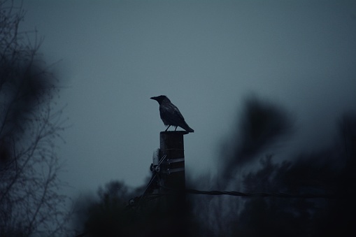 A lone raven on an oak's bare branch in winter, with a dramatic sky