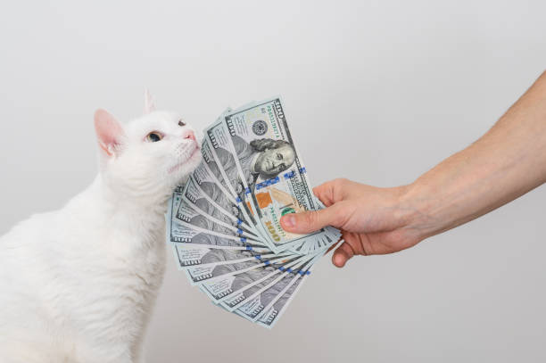 un fanático de los dólares en la mano de un hombre, mucho dinero y gato blanco - money cat fotografías e imágenes de stock